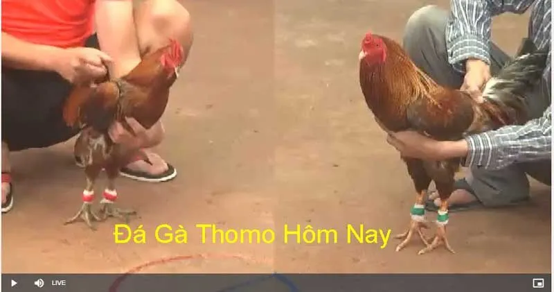 Đá gà trực tiếp Thomo