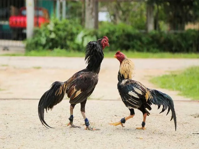 Luật lệ khi chơi đá gà cựa dao